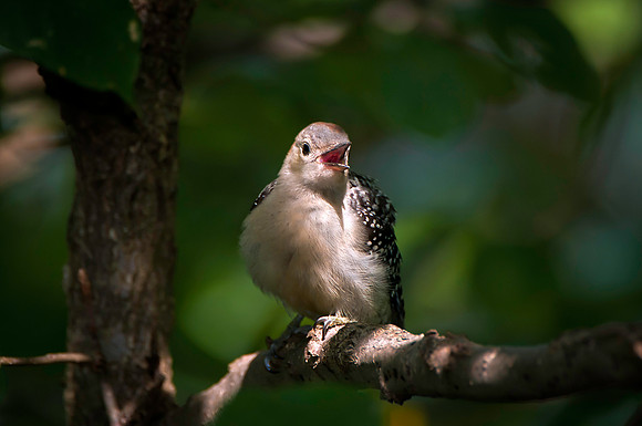 Red Bellied Woodpecker Fledling