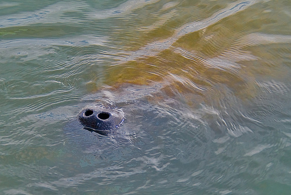 Manatee, Merritt Island National Refuge, FL