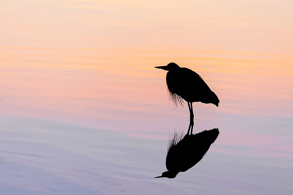 Great-Blue-Heron-at-Sunrise-3