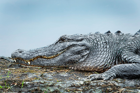Prairie Gator