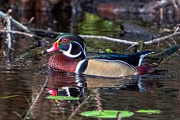 Wood Duck on Wakula River