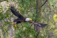 Eagle in Flight