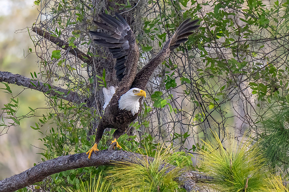 Eagle Taking Off