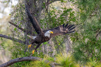 Eagle in Flight