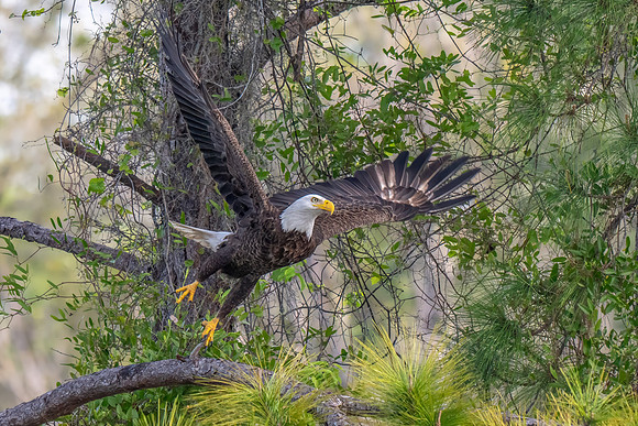 Eagle in Flight