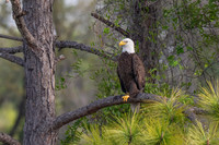 Eagle in Pine Tree