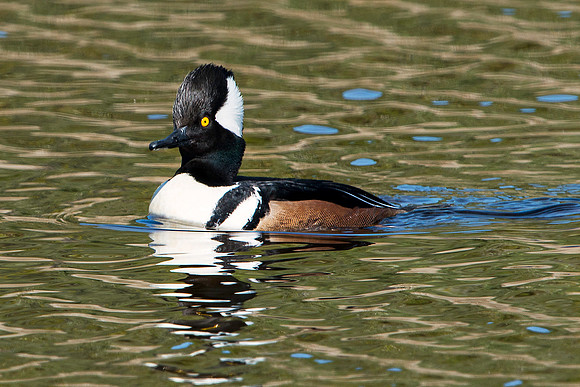 Male Hooded Merganser
