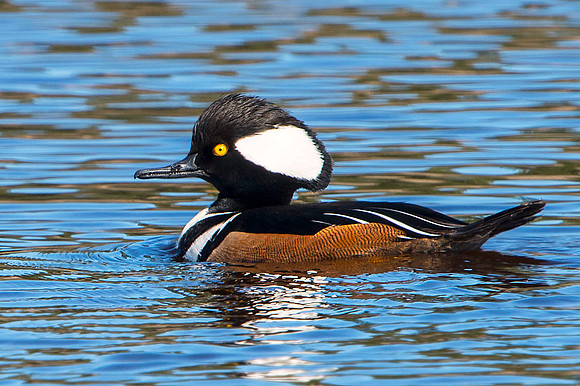 Male Hooded Merganser