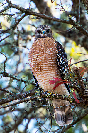 Red-shouldered Hawk vt