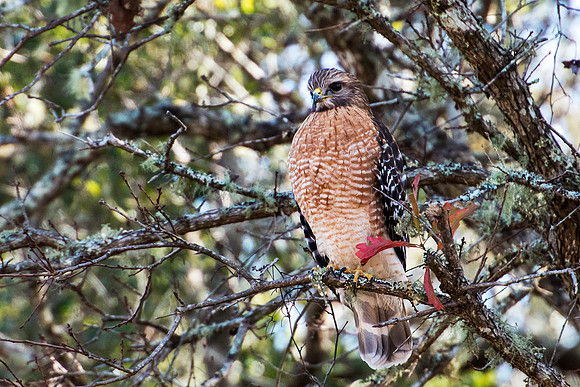 Red-shouldered Hawk