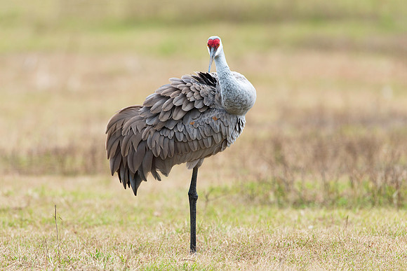 Sandhill Crane Preening
