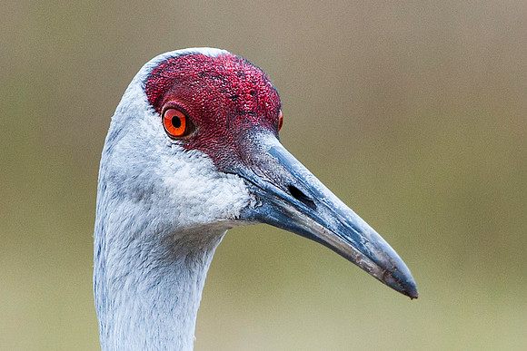 Sandhill Crane Headshot