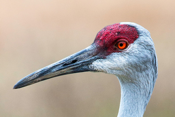 Sandhill Crane Headshot