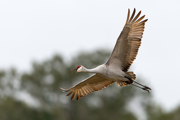 Flying Sandhill Crane
