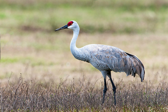 Sandhill Crane