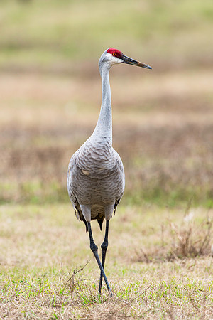Sandhill Crane