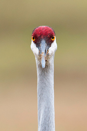 Sandhill Crane Profile