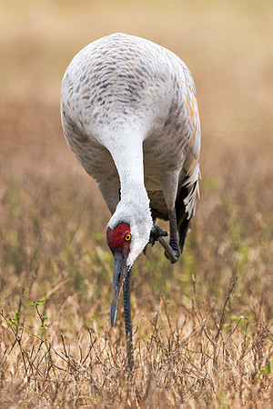 Sandhill Crane Scratching