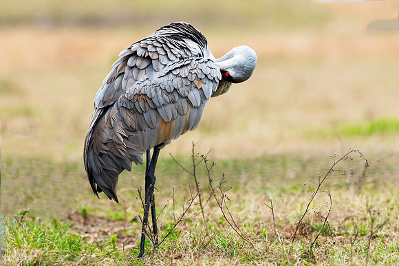 Sandhill Crane Preening