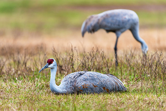 Sandhill Crane Resting