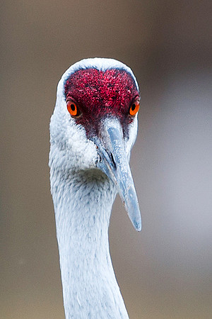 Sandhill Crane