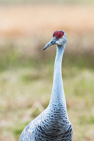 Sandhill Crane 5
