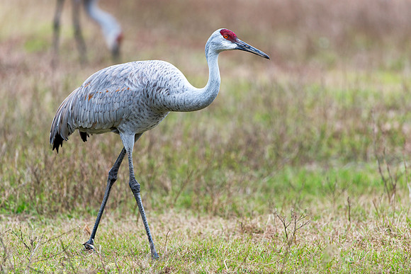 Sandhill Crane