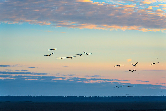 Sandhill Cranes Coming to the Prairie at Sunset