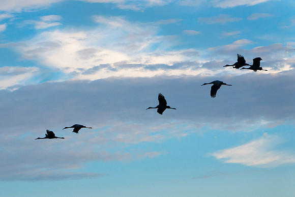 Sandhill Cranes Coming to the Prairie at Sunset
