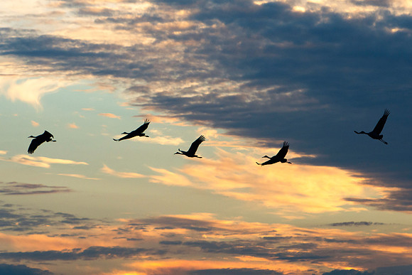 Sandhill Cranes Coming to the Prairie at Sunset