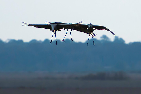 Landing Gear Down for an Evening Landing on the Prairie