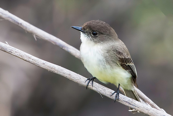Eastern Phoebe