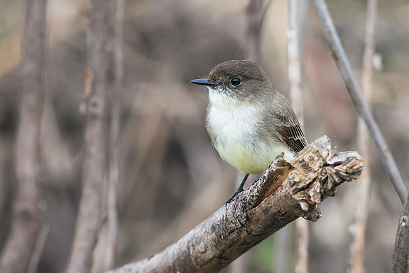 Eastern Phoebe