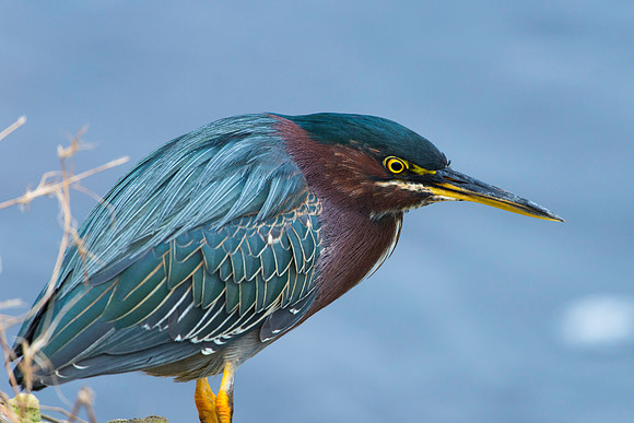 Green Heron
