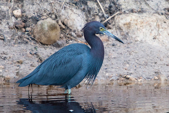Little Blue Heron