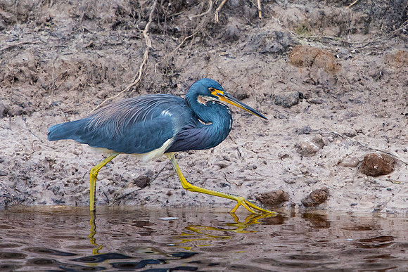 Tricolored Heron