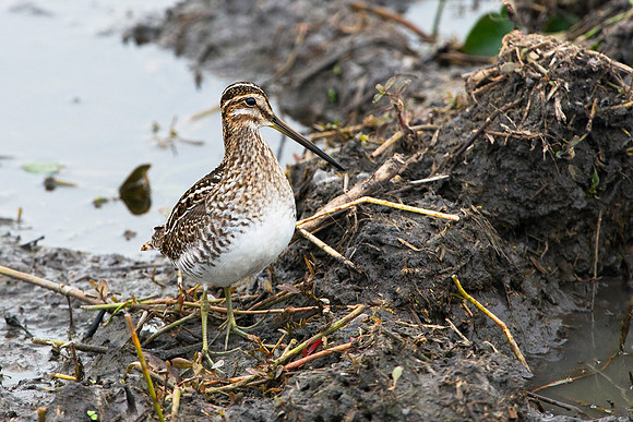 Wilsons Snipe
