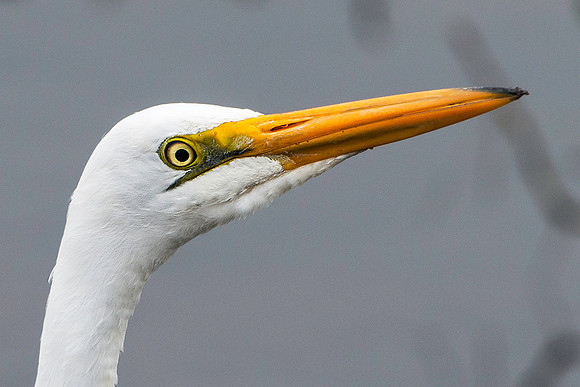White Egret