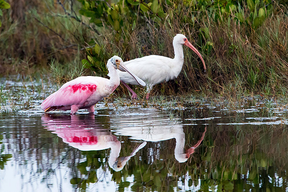 Spoonbill at MINWR