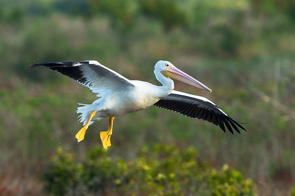 White Pelican Landing at MINWR