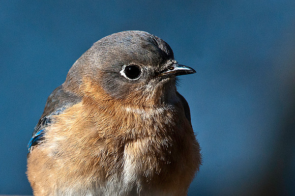Bluebird