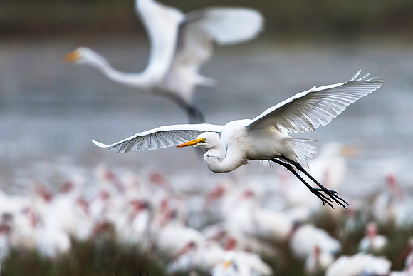 White Egret Flying at MINWR