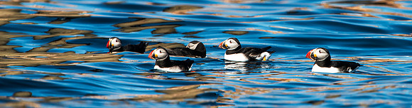 Five Puffins