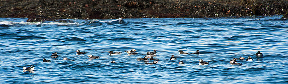 Group of Puffins along Island Shoreline