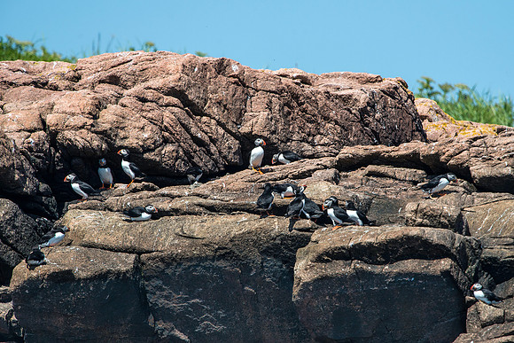 Puffins on Cliff