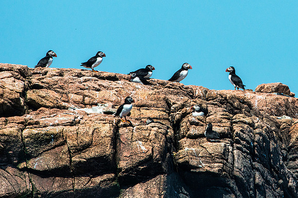 Puffins on Cliff