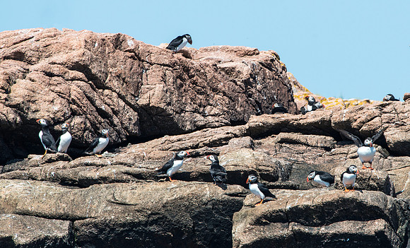 Puffins on Cliff