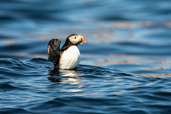 Puffin-Wings-Spread