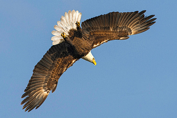 Eagle in Dive to River