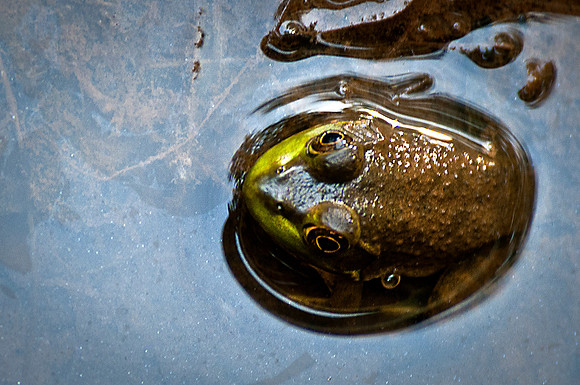 Bull Frog at Leesylvania State Park